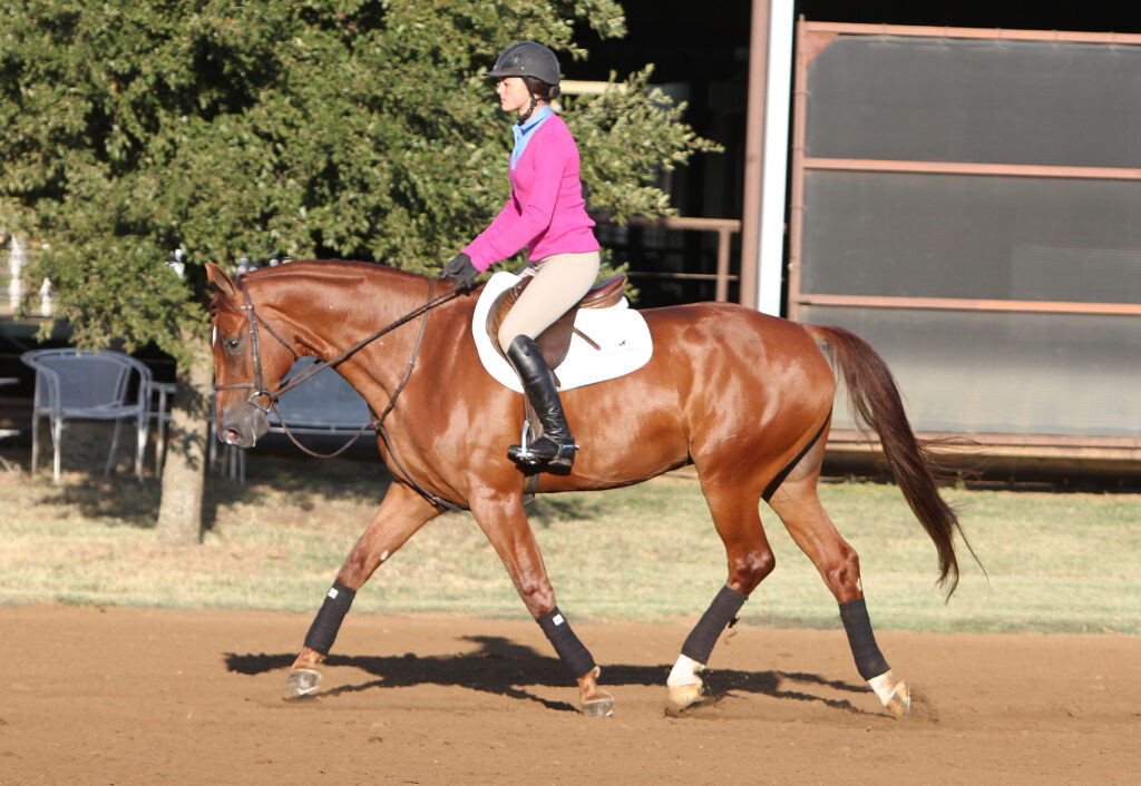 Collected Trot for Flying Changes
