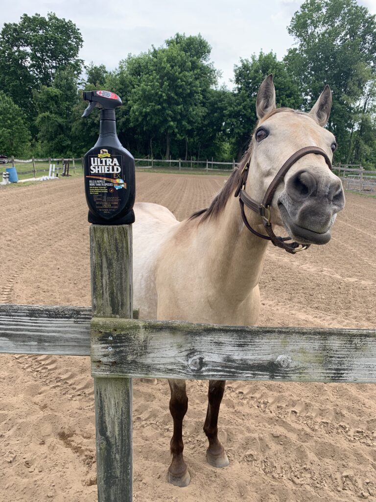 Horse standing in arena next to a fly spray bottle.