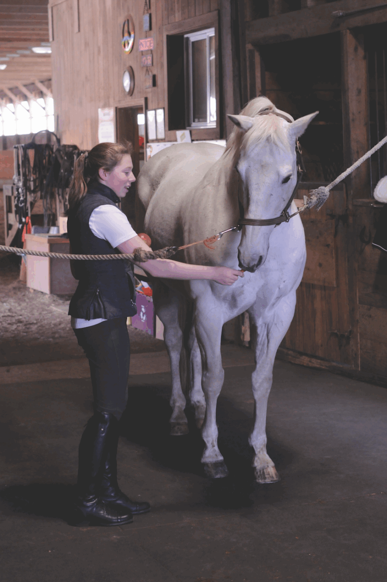 horse on crossties