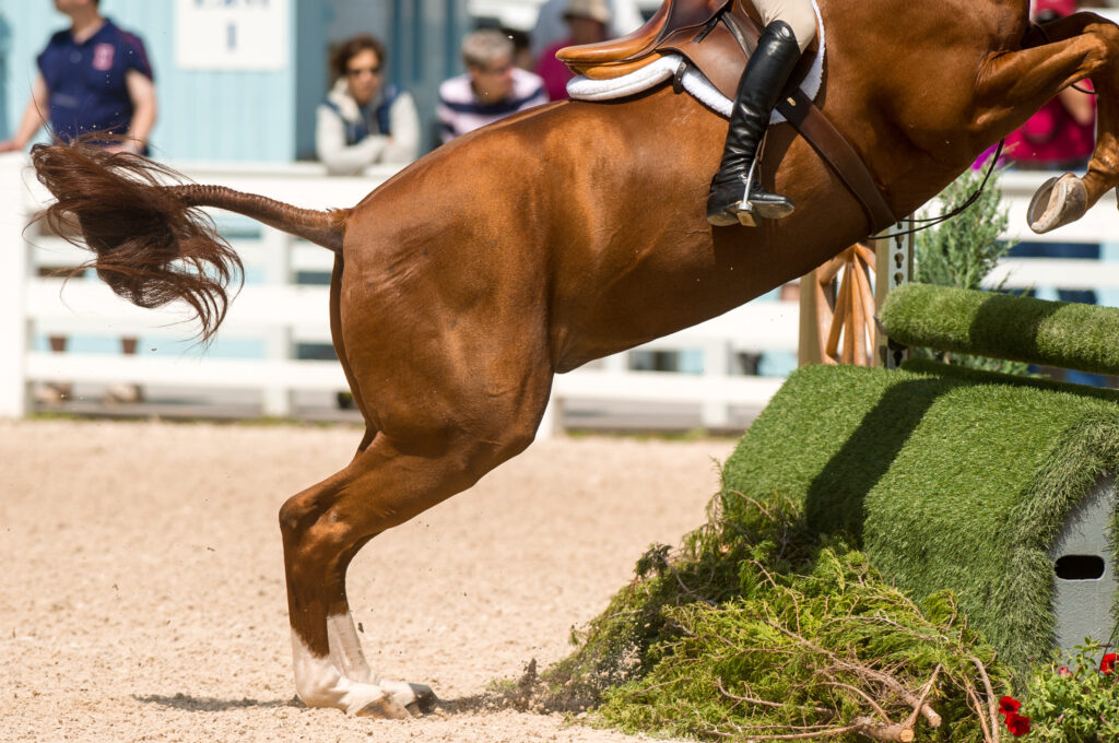 Sporthorse Injuries Tendons