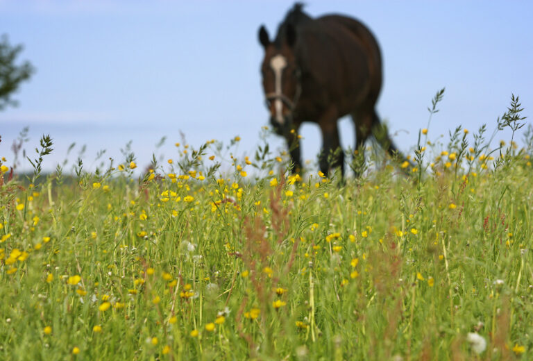 Equine Allergies
