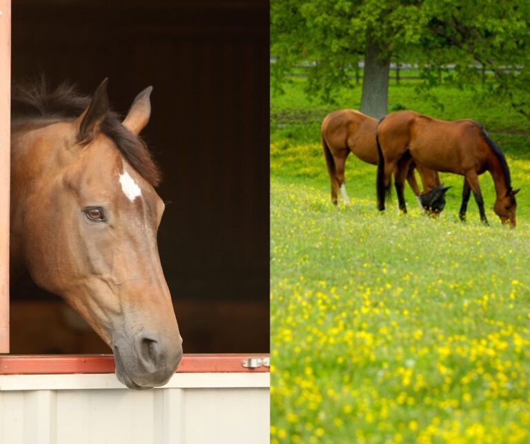 PH_ Pasture vs