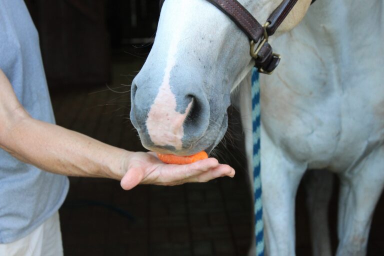 EquineMemory_NEW