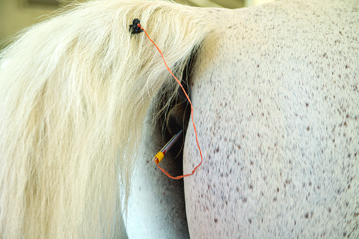 horse's temperature