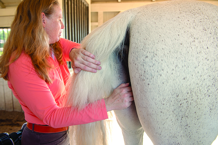 horse's temperature