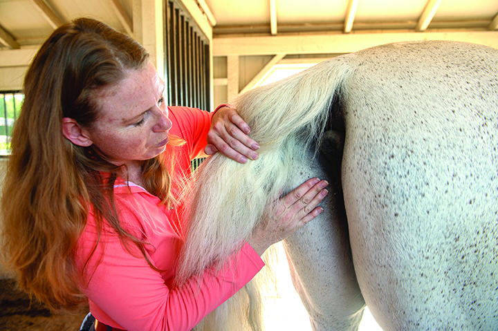 horse's temperature