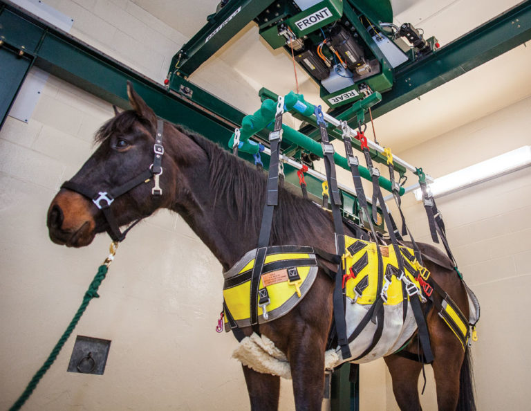 A Lift For Broken-Leg Recovery promo image