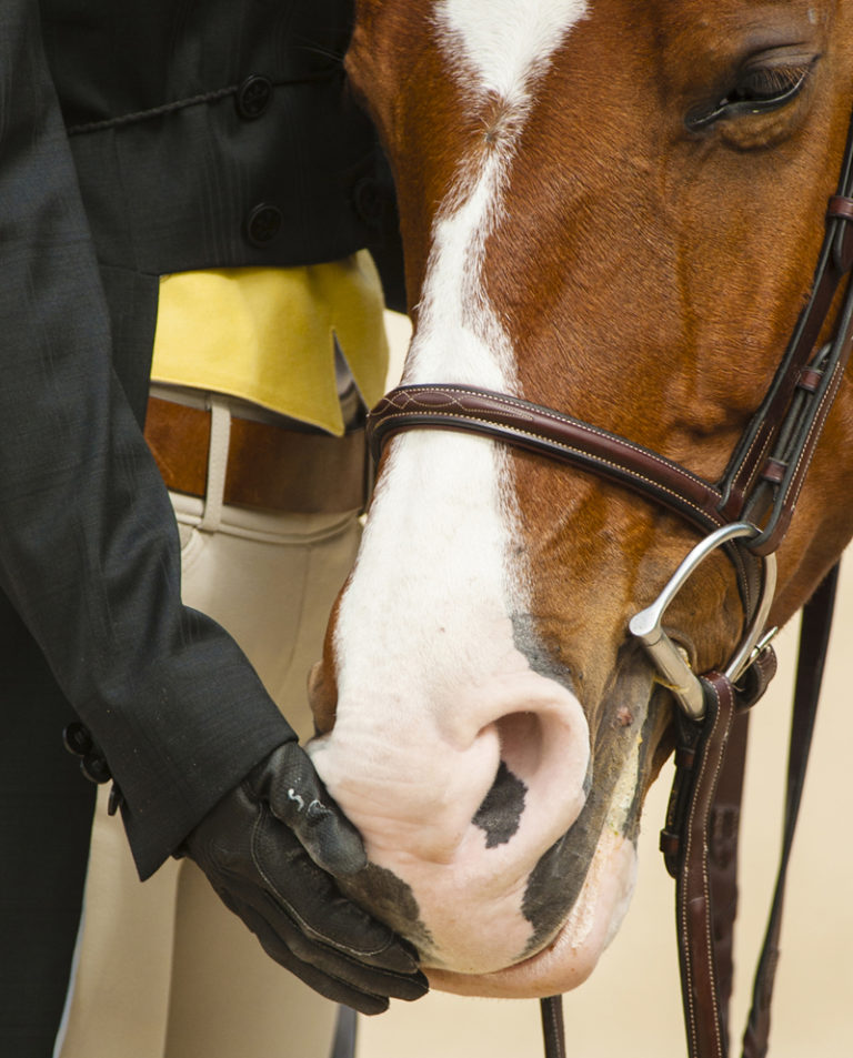Add Your Voice to a Equine Survey promo image
