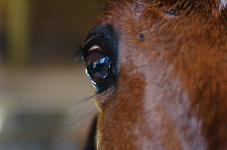 anxious horse