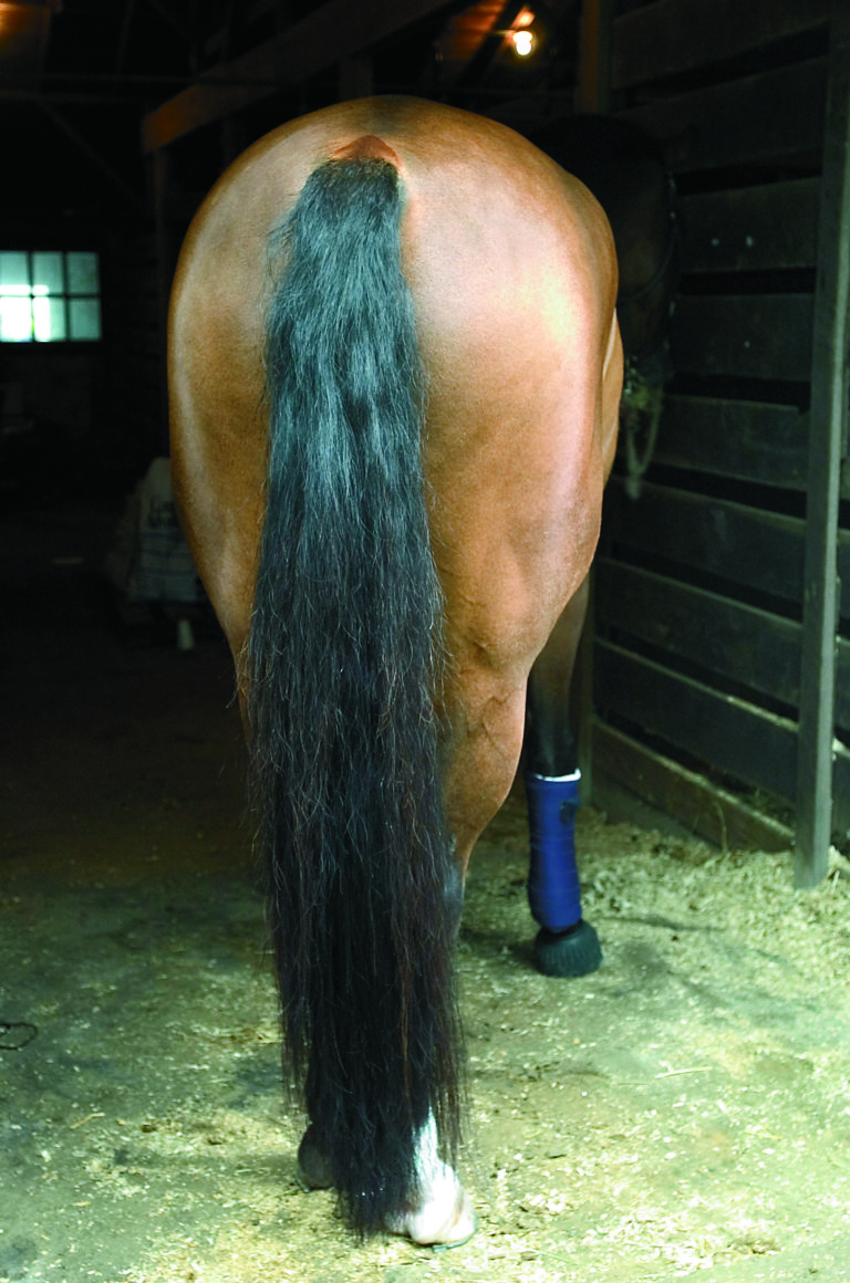 Apply a Tail Extension promo image