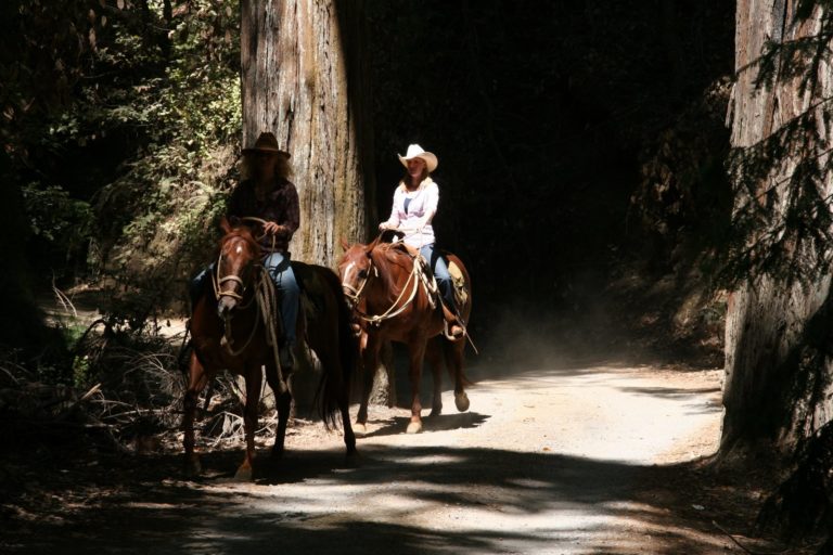 Armstrong Redwoods, Sonoma promo image