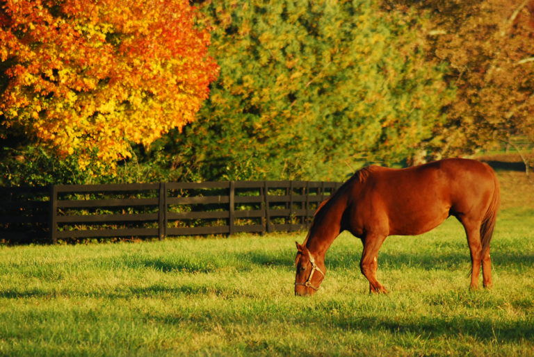 Autumn horse grazing