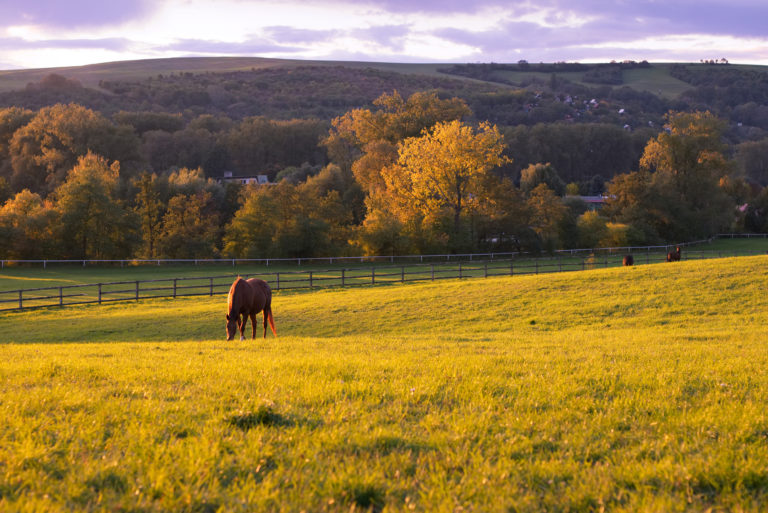 Autumn Horses