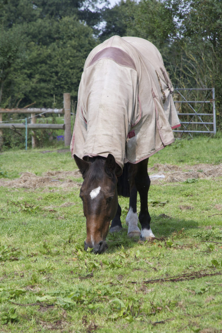 Basic Qualities of the Perfect Fly Sheet promo image