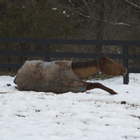 Be Prepared for an Equine Emergency promo image