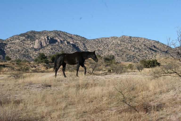 Bellota Ranch, AZ promo image