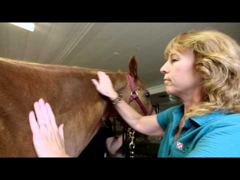 Body Condition Scoring Your Horse promo image