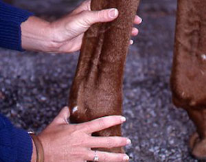 Bowed Tendon: Will My Horse Event Again? promo image