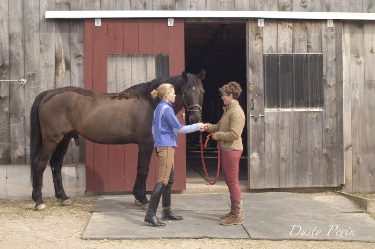 buying and selling horse Dusty Perin