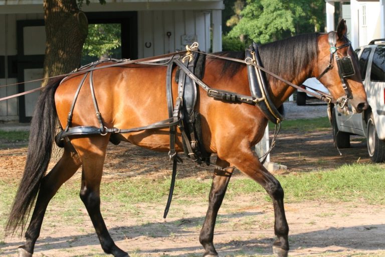 Carriage Driving on Daufuskie Island promo image