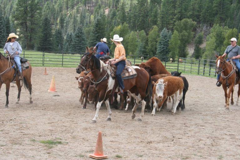 Cattle 101, Wilderness Trails, CO promo image