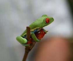 Costa Rica Frog Sanctuary promo image