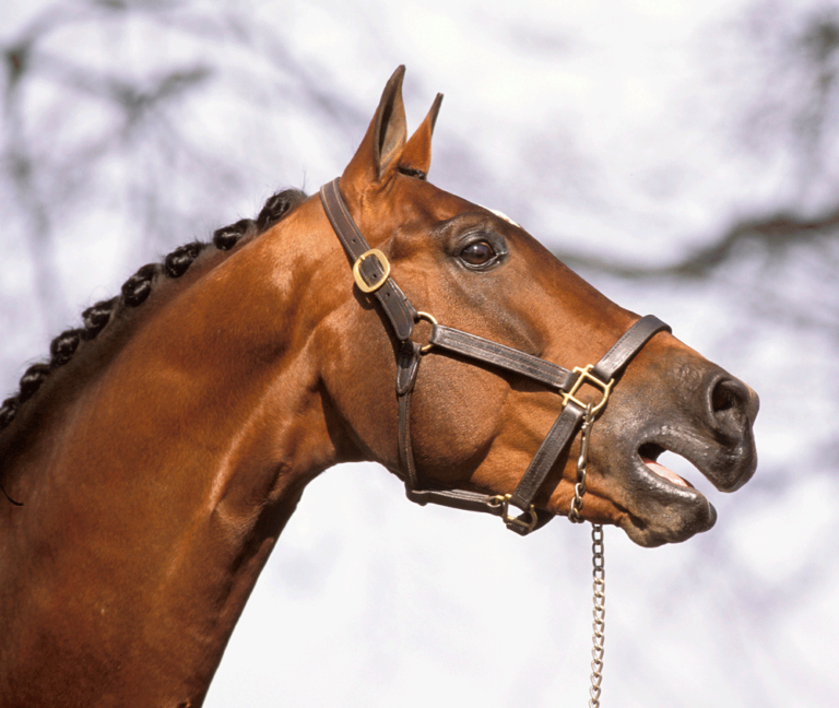 Deep-Voiced Stallions More Fertile promo image