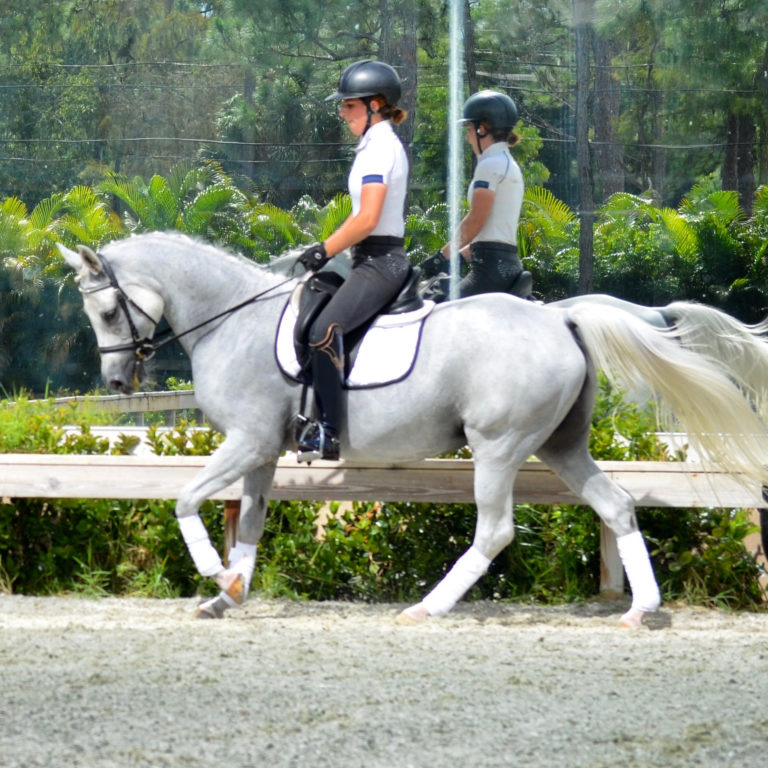 DressagePony
