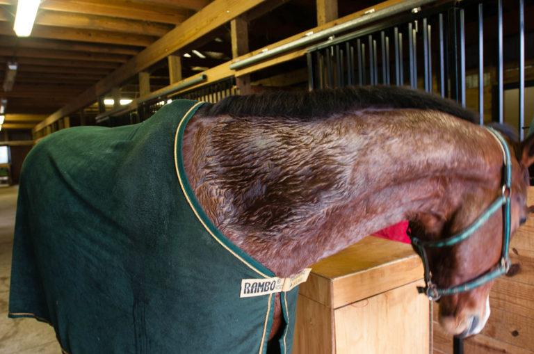 Drying a Damp Horse