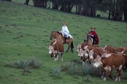 El Charabon Cattle Drive, Uruguay promo image