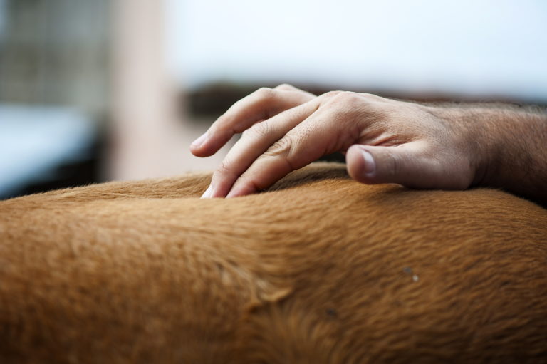 Equine Back Pain