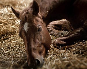 Equine Colic Update promo image