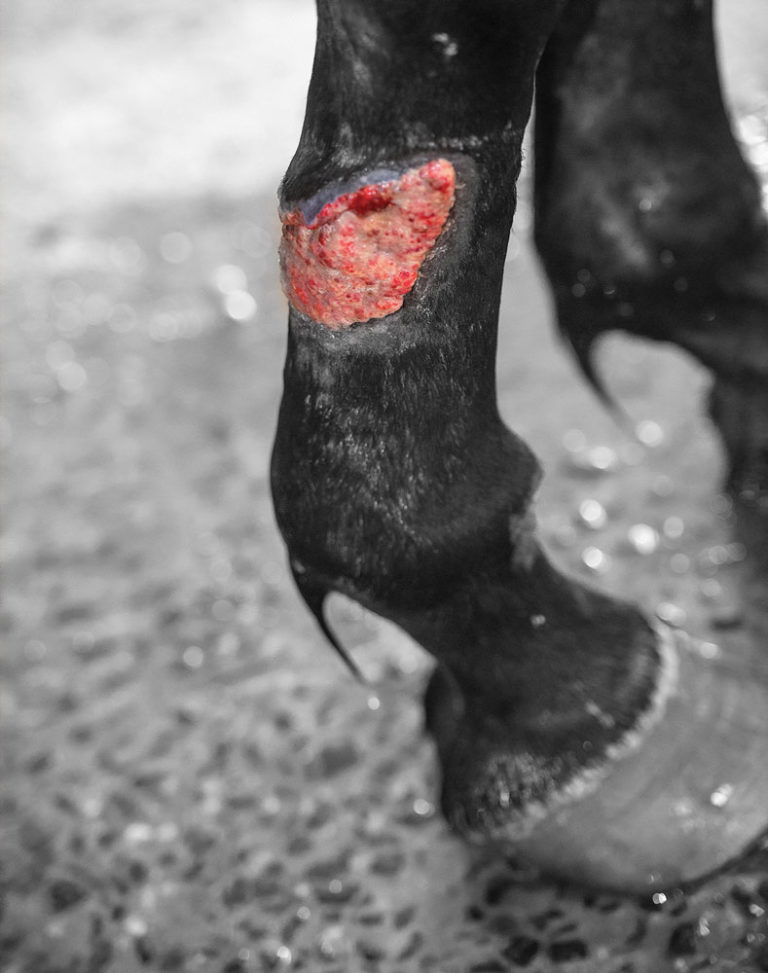 Equine Proud Flesh Problems promo image