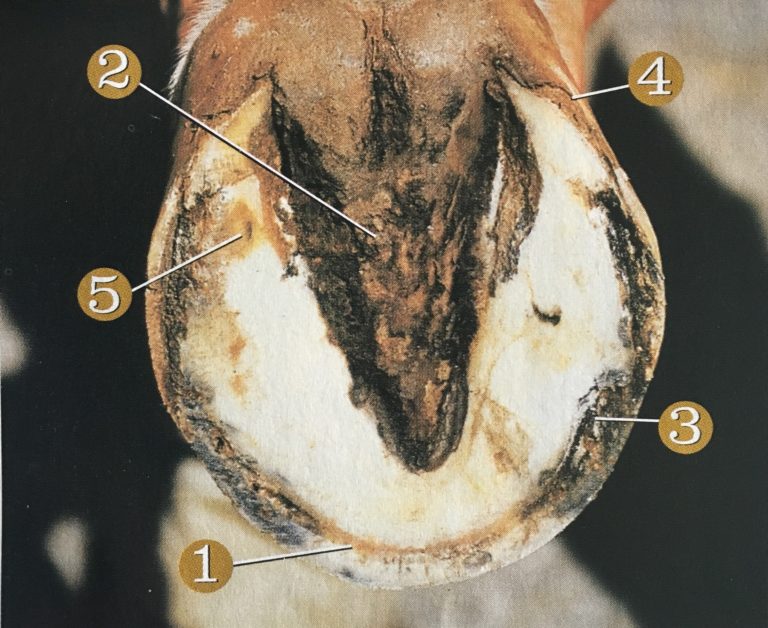 Sole of white horse hoof