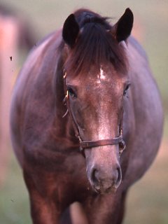 fat-pony