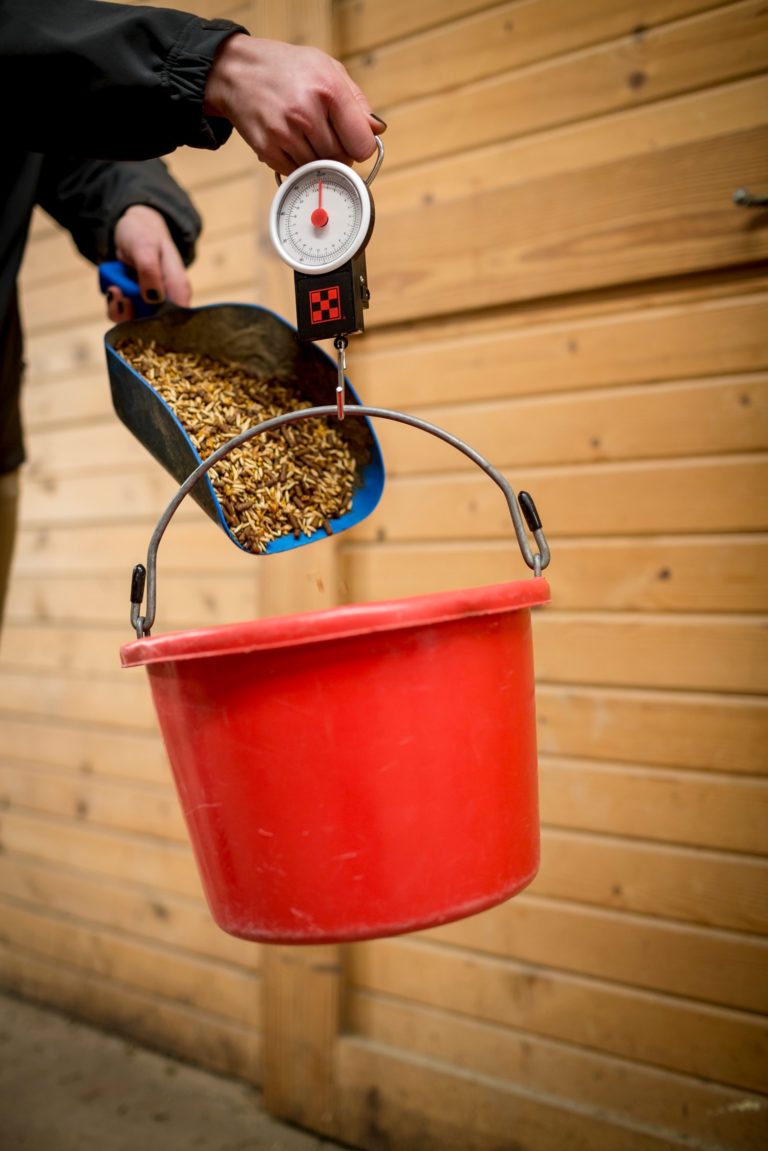 Feeding Your Horse with Special Needs promo image