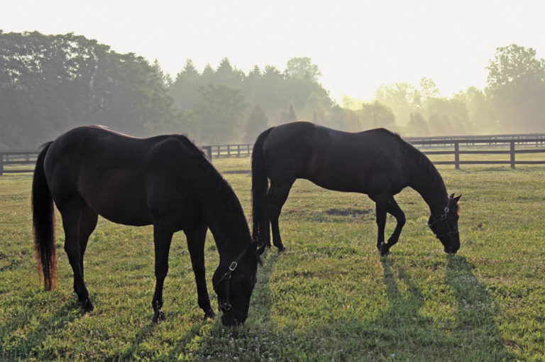 Field Guide to Horse Fences promo image