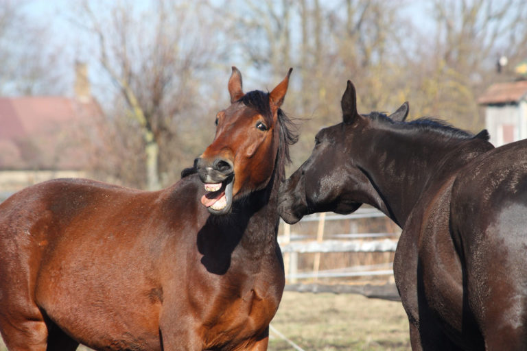 Fighting Equine Diseases Takes More Than Timely Vaccinations promo image