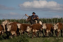 Finca Piedra Horse Riding, Uruguay promo image