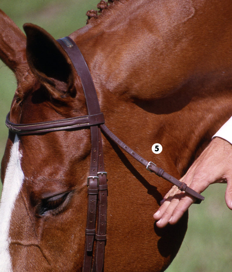 Fit a Hunter Bridle promo image