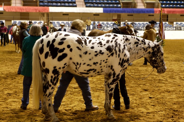 Fort Worth Stockyards and Stock Show promo image