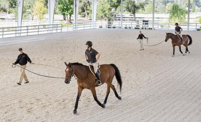 Going Round and Round - Improve Your Riding with Longe Lessons promo image