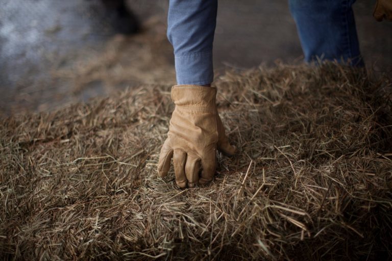 Hay Quality for Horses promo image