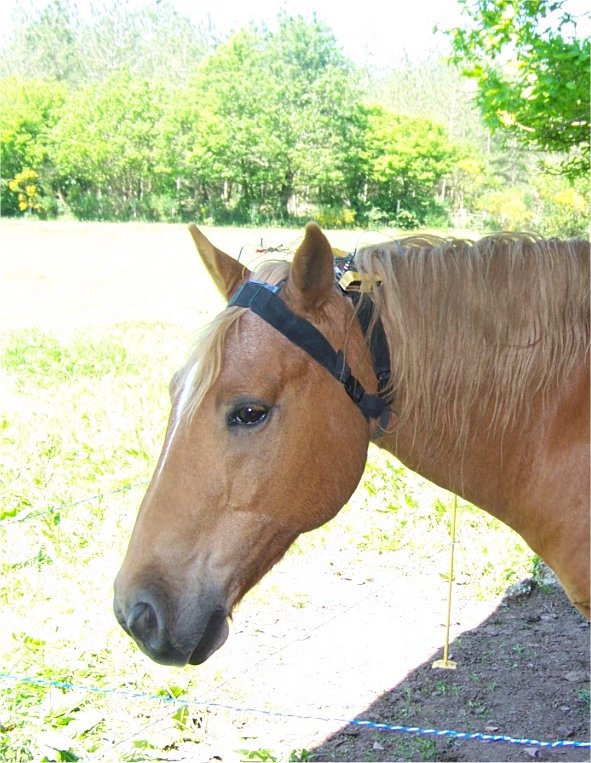 HCousillas-EEG-horse-2014
