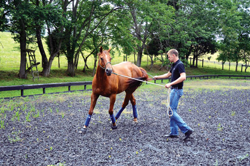 Help for the Hard-To-Load Horse promo image