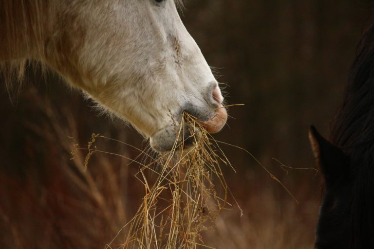 horse-1110304