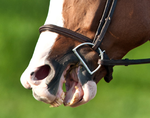 Horse chews on bit