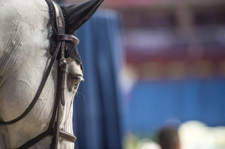 Horse Detail