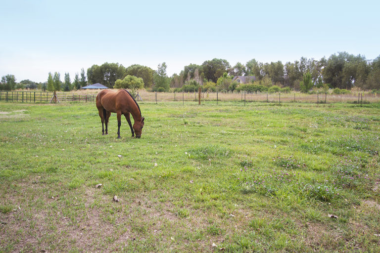 Horse Joint Supplements Guide promo image