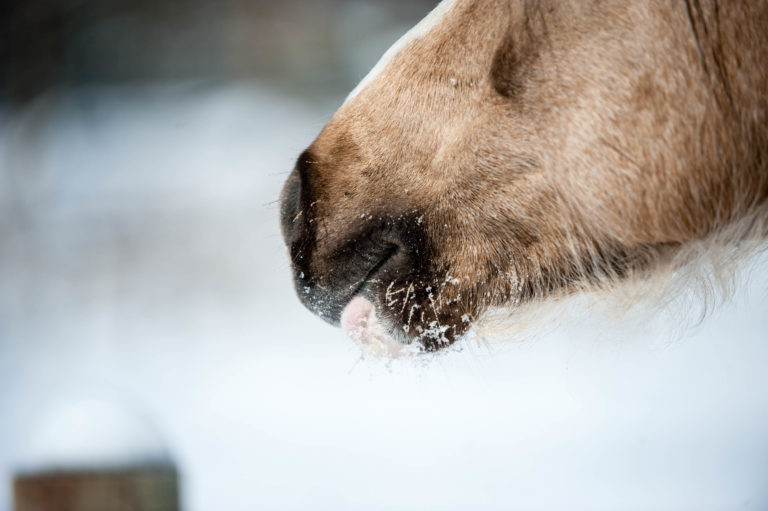 Horse Snow